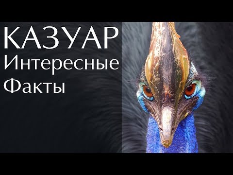 Video: Dienvidu Kasevāra Casuarius Casuarius (Aves, Palaeognathae) Filoģenētiskā Nozīme Filoģenētiskajā Nozīmē