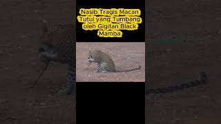 Nasib Tragis Macan Tutul yang Tumbang oleh Gigitan Black Mamba