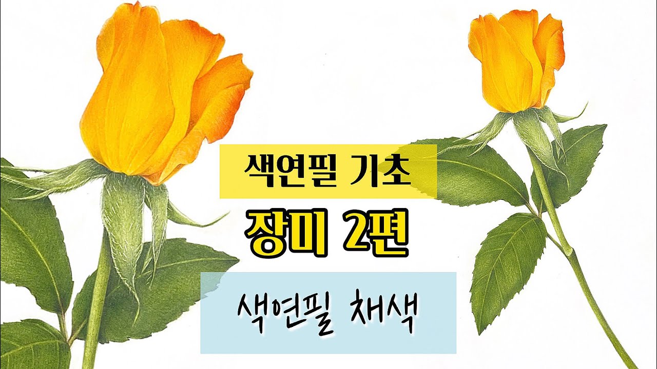 색연필기초/ 장미 2편/색연필 채색편/색연필 보태니컬아트 기초/colored pencils botanical art