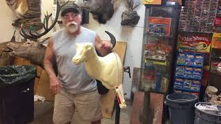 Testas Tuesday Tips: Adding a leg to a Basic Mount
Thanks for watching my videos.
Websites:
http://chucktesta.com
http://ojaitaxidermy.com
Facebook: https://facebook.com/nope.chucktesta
My Taxidermy Commercial: https://youtu.be/LJP1DphOWPs Testas Tuesday Tips: Adding a leg to a Basic Mount