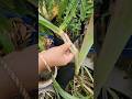 Sugarcane plantations in roof garden vairalshort garderningtips