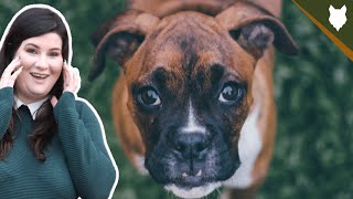 Famous ARE BOXER GOOD FOR FIRST TIME OWNERS Wealth