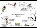 Introduction to HELMINTHOLOGY &amp; HOST PARASITE RELATIONSHIP Part-1