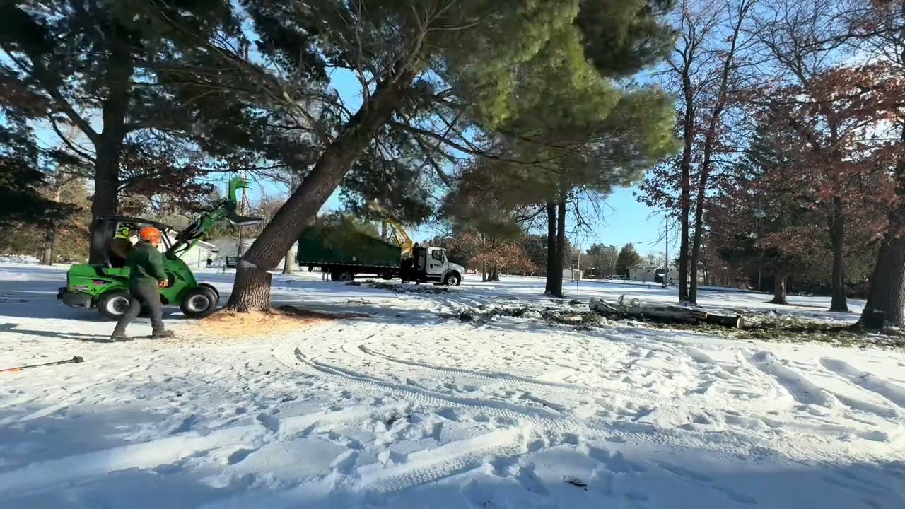 BRAND NEW AVANT 528 WITH DEMOLITION GRAPPLE REMOVES STORM DAMAGED WHITE PINE FROM START 2 FINISH!