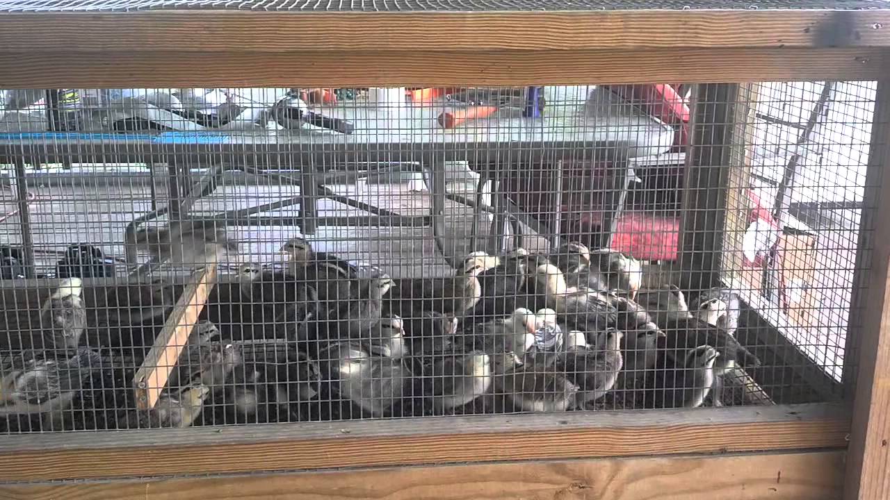 Bob fowl chicks 3 YouTube