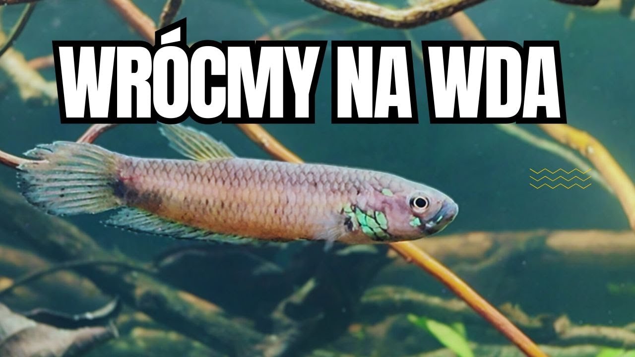 Warszawskie Dni Akwarystyki 2024 – Czy byliście tam z nami?