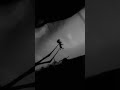 Limbo | Spider Caught Me #shorts #spider #limbo #short
