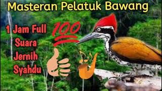 Masteran Pelatuk Bawang Full 1 jam suara jernih syahdu