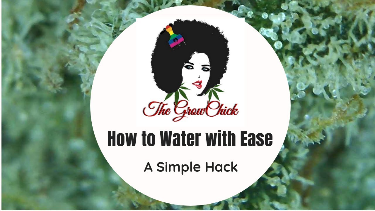 How to Water Cannabis Plants with Ease in a Small Grow Space Tent Tips Tricks Hacks