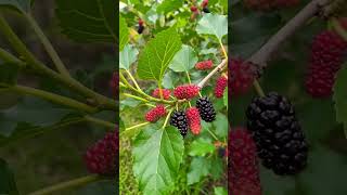 Mulberry Tree #pinoy #ihavethisthingwithplants