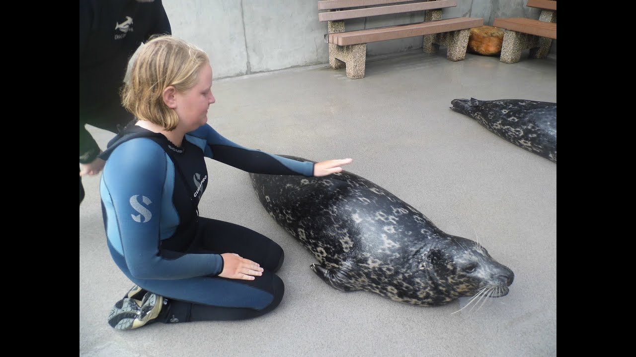 Marine Mammal Keeper Experience at SeaWorld Orlando. YouTube