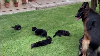 How 21 Days German Shepherd puppies would look like by Size & weight with Simple Mother Feed