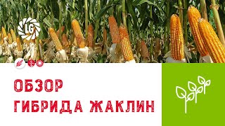 Обзор гибрида ЖАКЛИН / Гибрид кукурузы