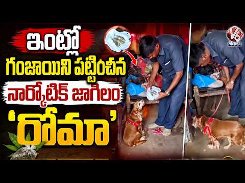 Narcotics Detection Dog 'Roma' Found Ganja In House | Adilabad | V6 News - V6NEWSTELUGU