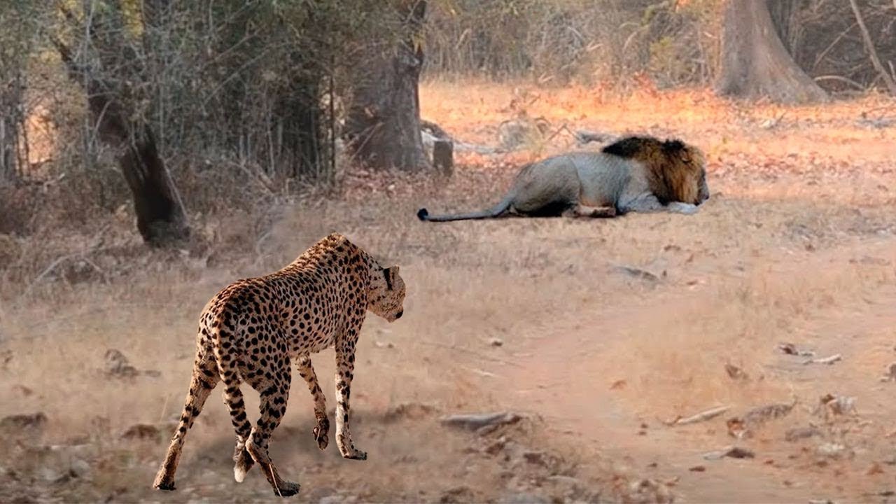 Хищники дикой африки видео. Толстый гепард. Ягуар против Льва. Гепард и Лев.