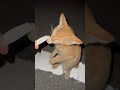 立ってアイスを食べる猫