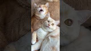 Kumpulan Video Kucing Imut Dan Lucu #funnyvideo #cat #kucing #lucu ##