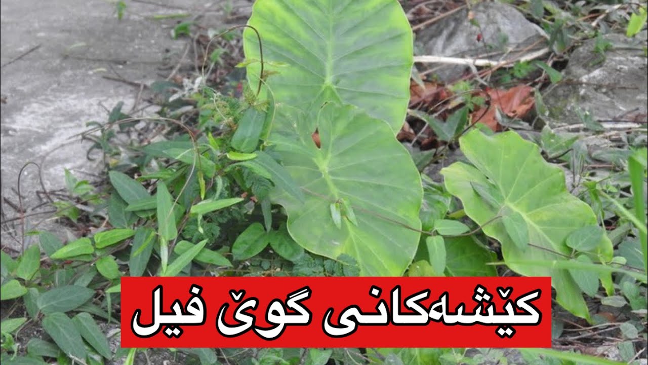بۆچی گوێ فیل وای لێ دێت ؟؟ زەرد دەبێت گەڵاكانی تێك دەچێت ؟ وشك دەبێت ...