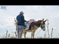 Migration dans la steppe   travers les yeux dun berger  documentaire 4k