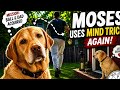Labradors used mind tricks once again. #dogtricks #labrador #dogs #dogmom #pets #mindtricks #funny