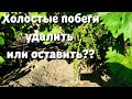 Побеги без соцветий. Холостые побеги. Удалять или оставить? Что делать с холостыми побегами?