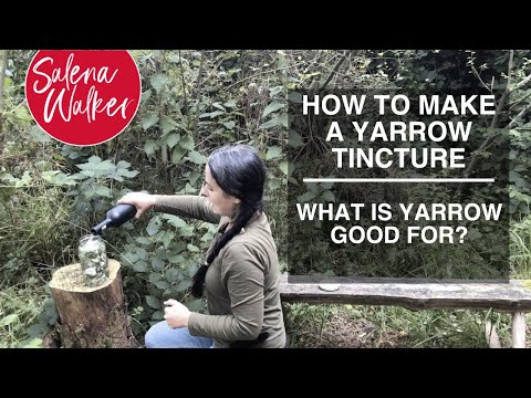 Video: Yarrow taime kasvatamine: kuidas raudrohi kasvatada