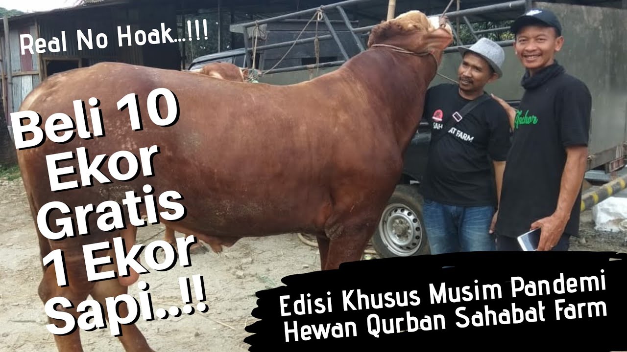 Harga Sapi Qurban 2020 | Sahabat Farm - YouTube