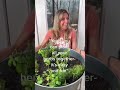 Here’s How I Plant All My Herbs Together In A Steel Tub