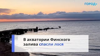 «Поел Травы И Скрылся». В Финском Заливе Спасли Напуганного Лося