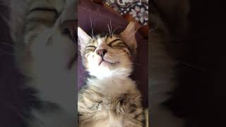 Mickey Loves Sleeping Like Homans 🥰​ #shorts #kitten #funnycats