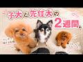 子犬と先住犬の2週間|少しずつ距離が縮まってきました🐶🤎