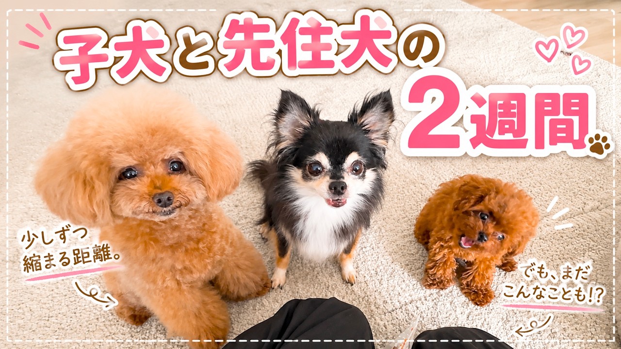 2 Weeks with the Puppy and Our Resident Dog | Getting Closer