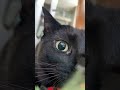 Funny Cats 2025 🥠Cute Cats Kittens 🐠FunnyCats Ep 2426 Funny Cats 2025 🥠Cute Cats Kittens 🐠FunnyCats Ep 2426