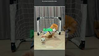 This cat becoming a football goalkeeper 😜 #shorts