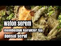 Menguliti bahan bonsai serut