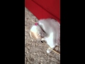 棒の先っぽで遊ぶスコティッシュフォールドの子猫 みるきぃ☆