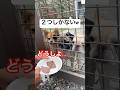 肉を見た瞬間…犬たち大興奮‼️ #犬　#肉　#焼肉　#犬のいる暮らし #かわいい犬