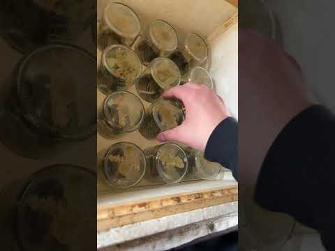 Hoffentlich funktioniert dieses Jahr #bienen ￼￼ #holidaywithyoutube #beeswinkel #diy #bee #bee