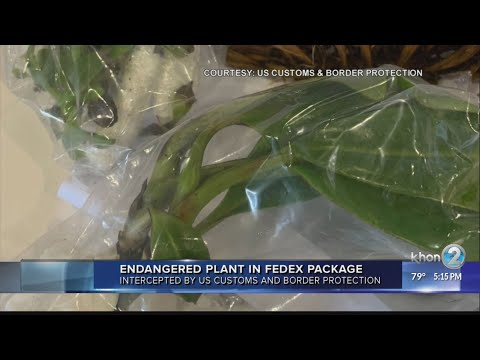 Endangered plants from Malaysia intercepted in Honolulu