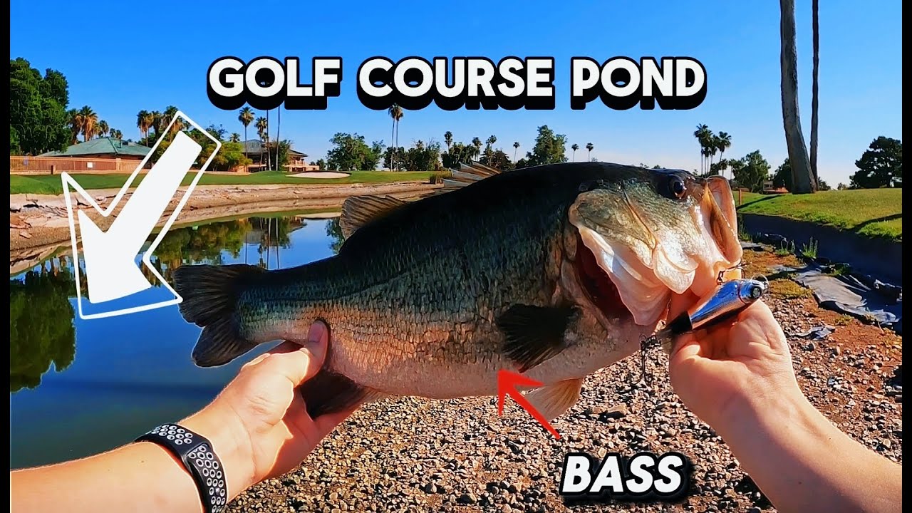 This Golf Course Pond is Loaded with Giant Fish