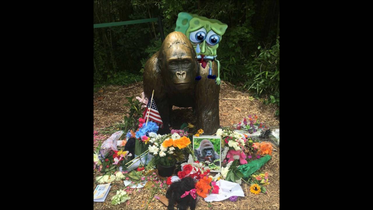 Harambe Come Home  Cover