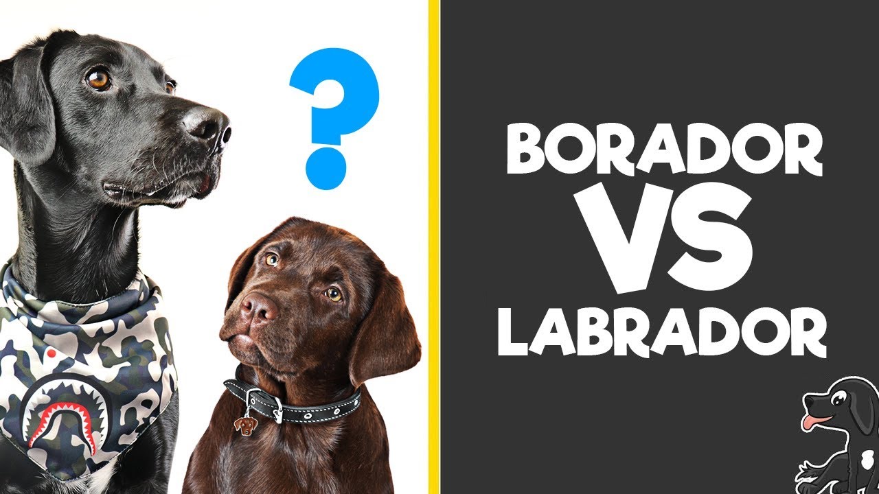How Much Does A Borador Cost