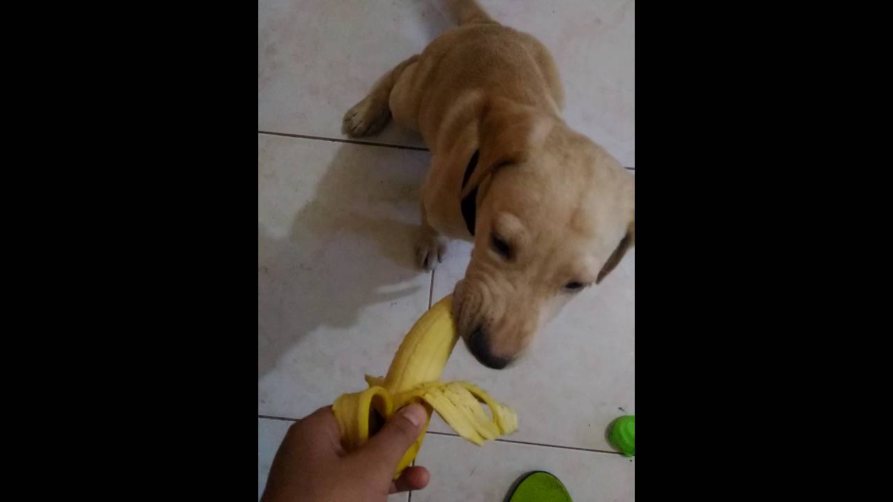 Is Banana Good For Labrador Puppies