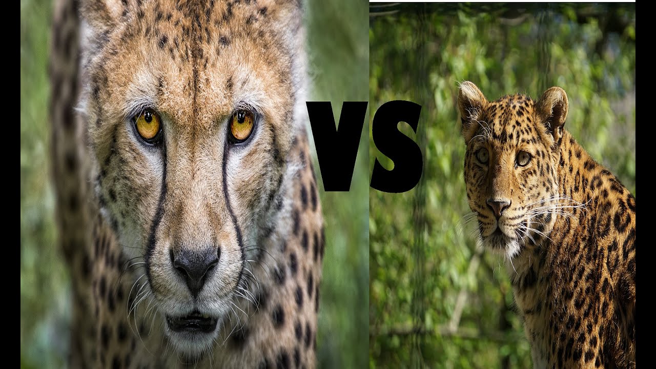 Cheetah VS Leopard - Who would win? - YouTube