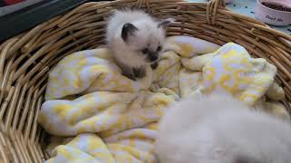 Adorable Balinese kittens by Provenance.