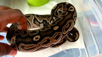 Ball python Collection Part 2