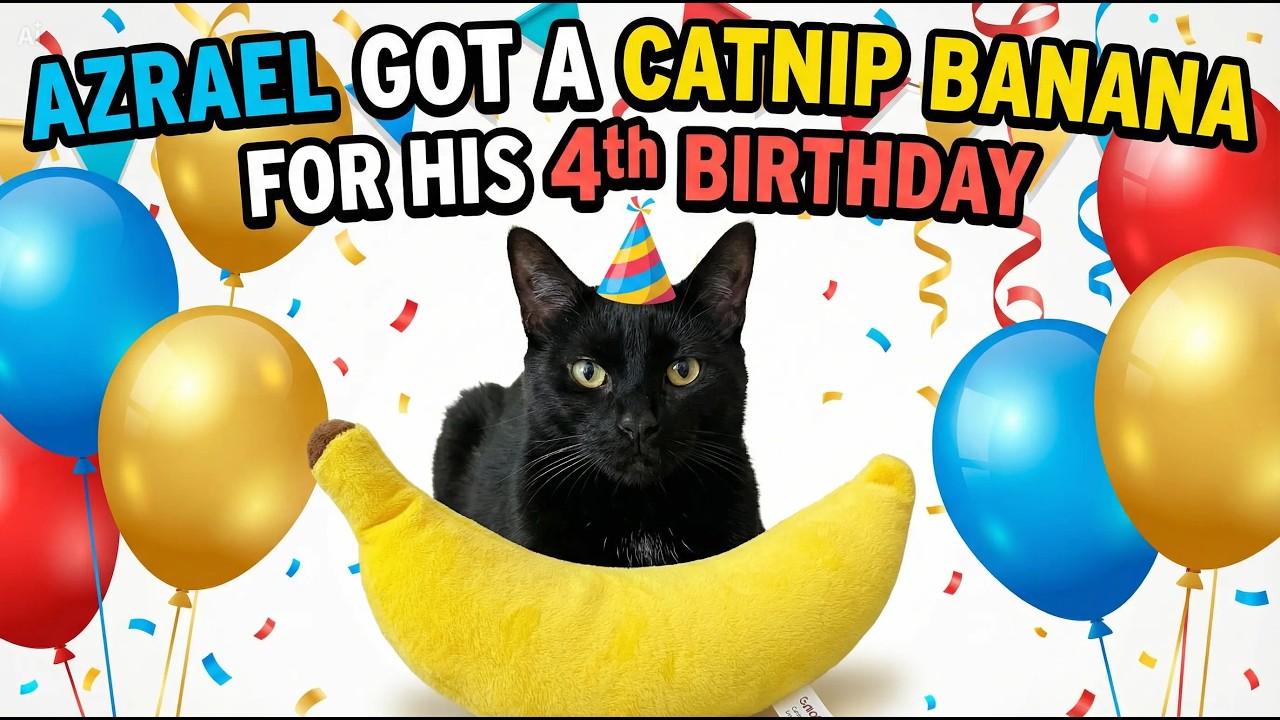 AZRAEL GOT A CATNIP BANANA FOR HIS 4th BIRTHDAY IS HE A MONKEY? #funnycats