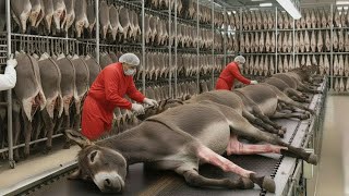 Inside Largest Donkey Meat Skin Factory Full Production Process Nextgen Processing