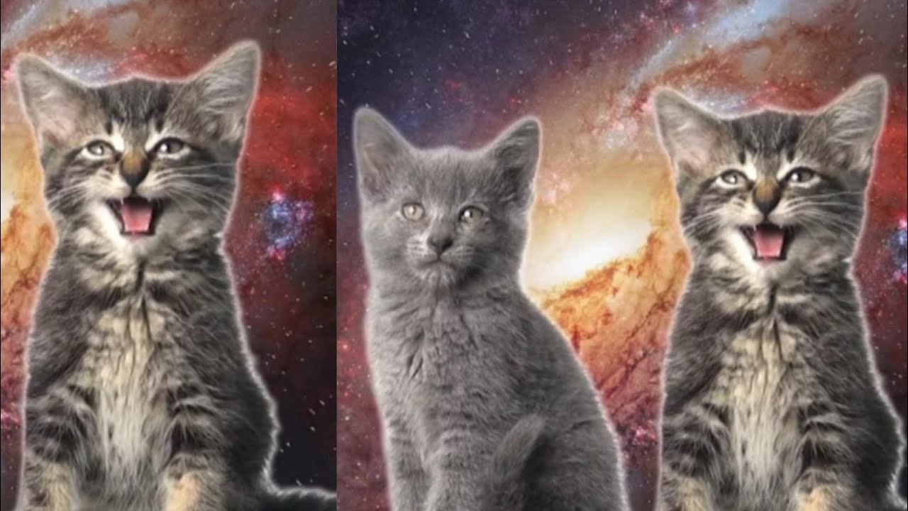 Включи видео песни кота. Коты поют в космосе. Cosmic Cat. Cat Videos.
