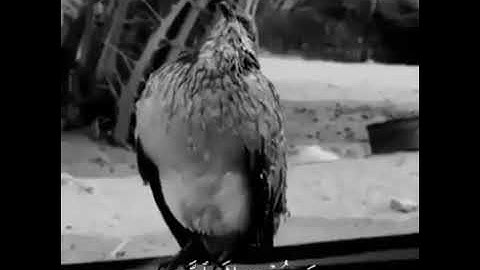 قرآن كريم (قال انما اشكو بثي وحزني